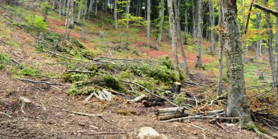 Mungojnë të pandehurit dhe dëshmitarët, dështon të mbahet seanca për vjedhje pylli në Suharekë