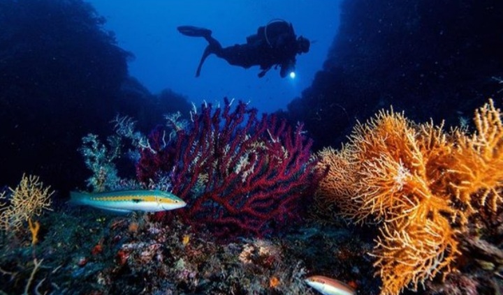 Në dhjetë vite, 14 për qind e koraleve në gjithë botën janë zhdukur