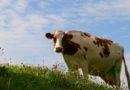 Kosovari e pranon para gjykatës se ka kryer seks me lopë