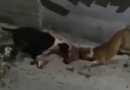 Dy pitbulla terrorizojnë Budakovën , “e shqyejnë” një qen tjetër, askush s’e di kush i ka lëshuar – VIDEO