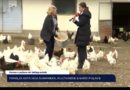 Familja Vata nga Suhareka, kultivuese e 6000 pulave [VIDEO]