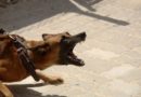 Qeni sulmon një fëmijë në Suharekë, babai e çon në Polici pronarin