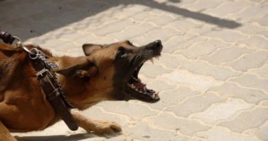 Qeni sulmon një fëmijë në Suharekë, babai e çon në Polici pronarin