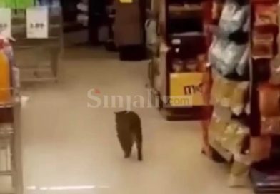 Macja shëtitet brenda marketit në Suharekë